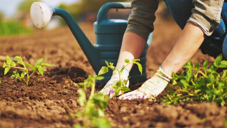 How to purchase appropriate gardening tools online?