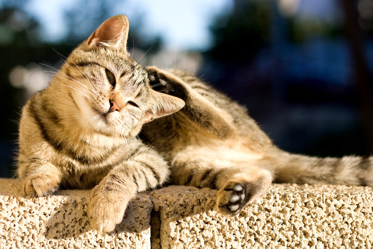 Main Justifications Cat Mate Should Be Included in Your Cat’s Daily Care