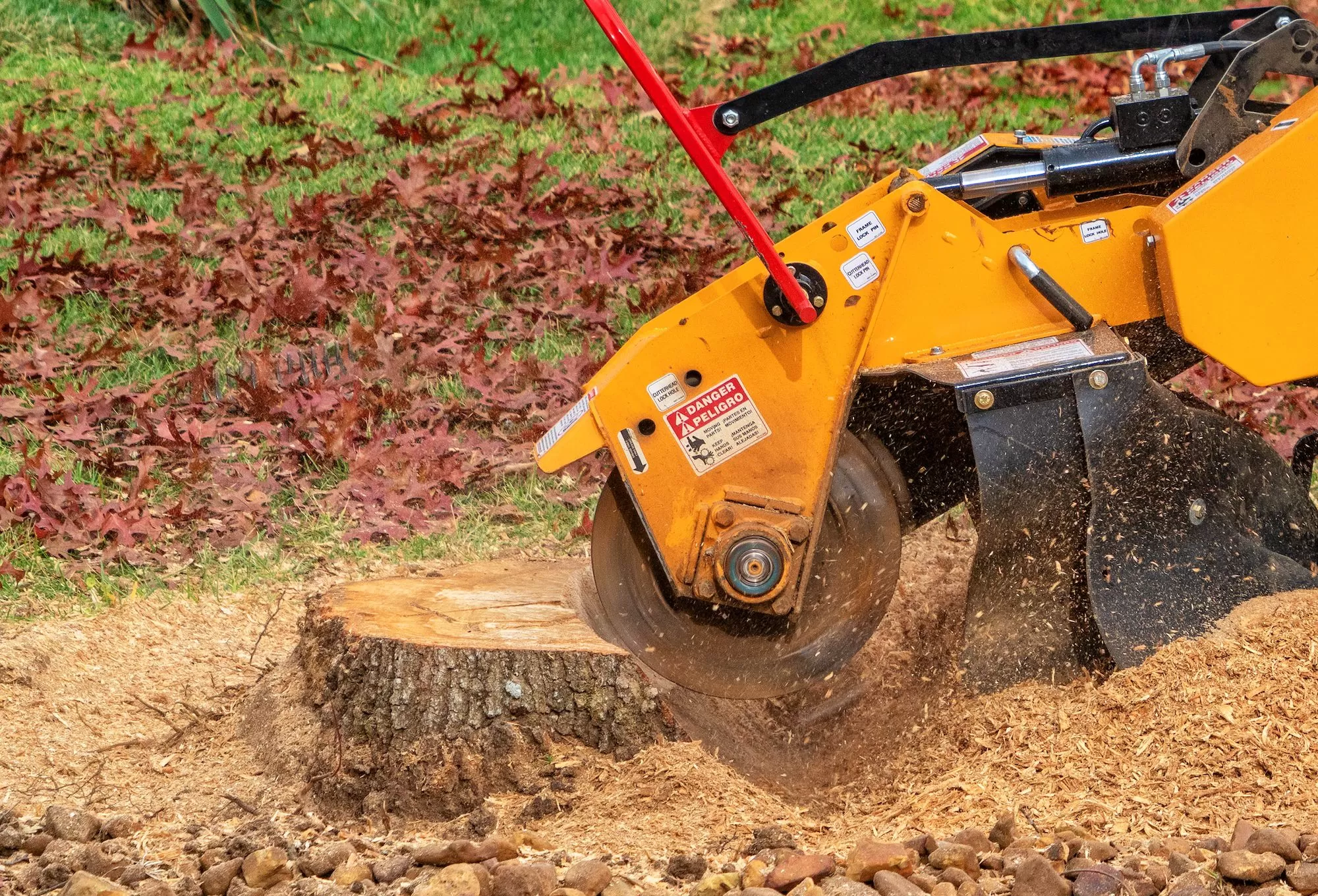 Preventing Pest Activity through Timely Removal of Tree Stumps